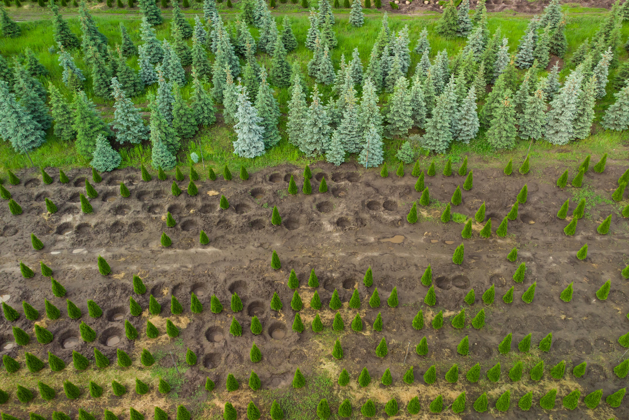 Combatting Climate Change: The Impact of Carbon Offsetting